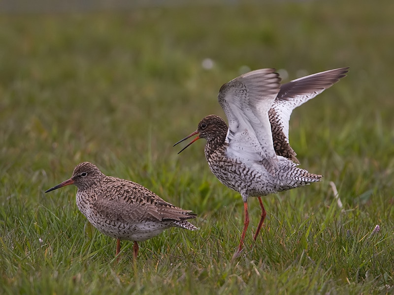 Tringa totanus Tureluur Common Redshank